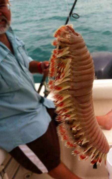 terrifying real sea creatures