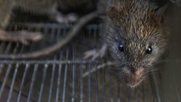 New York City’s rats are hosts to at least 18 new viruses - Parhlo