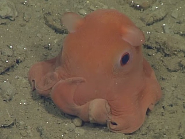 Meet The Cutest Creature In The Ocean; Adorabilis