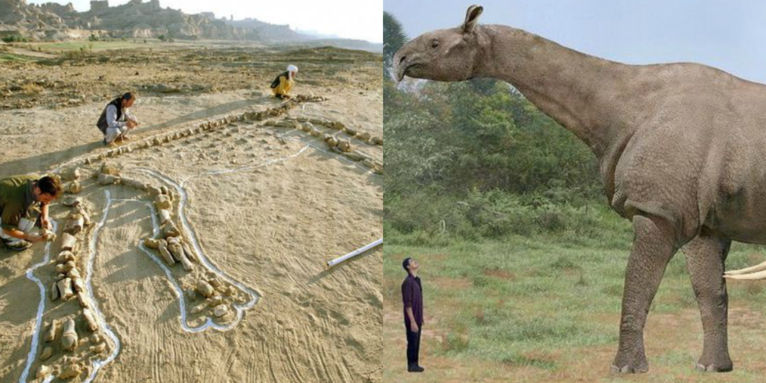 Baluchistan Was Once Home To The World's Largest Mammal