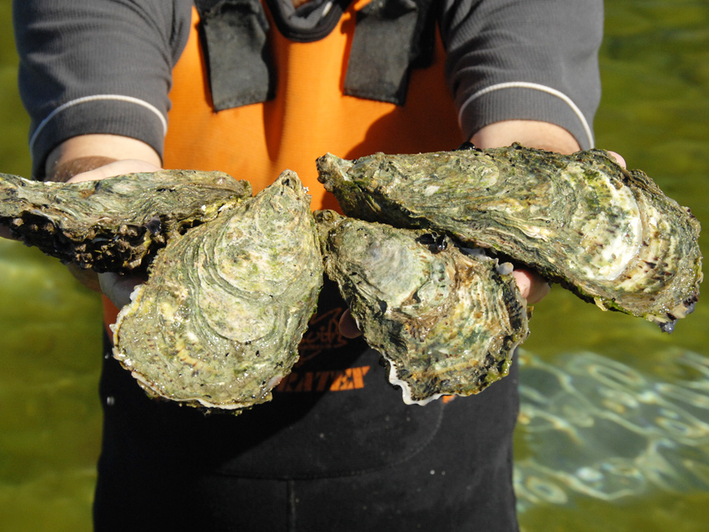 Source: Coffin Bay Oyster Farm