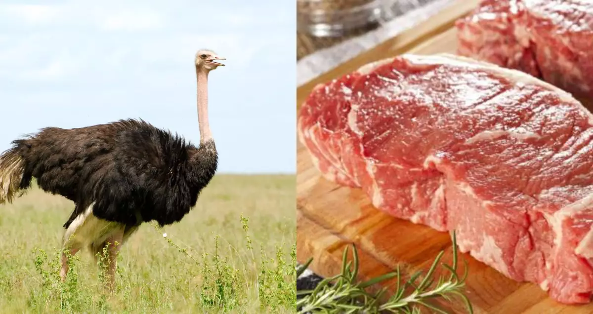 ostrich meat cuts