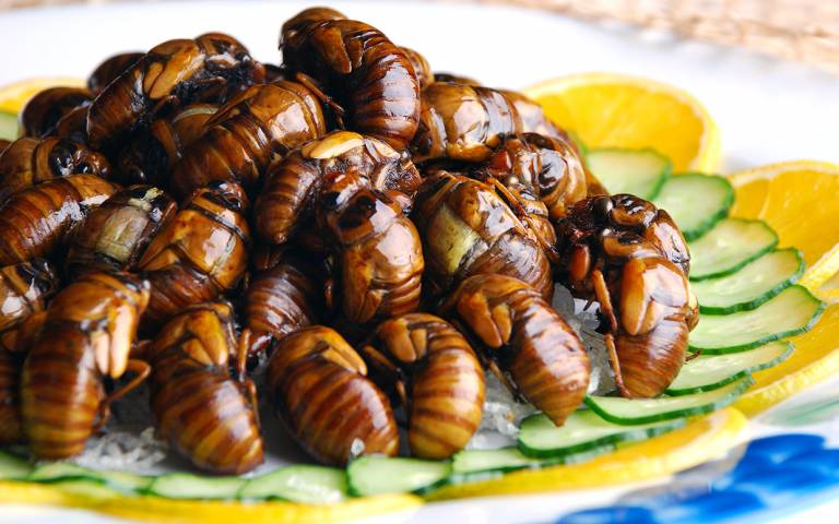 How To Prepare Cicadas – An Unknown Delicacy!|Parhlo.com