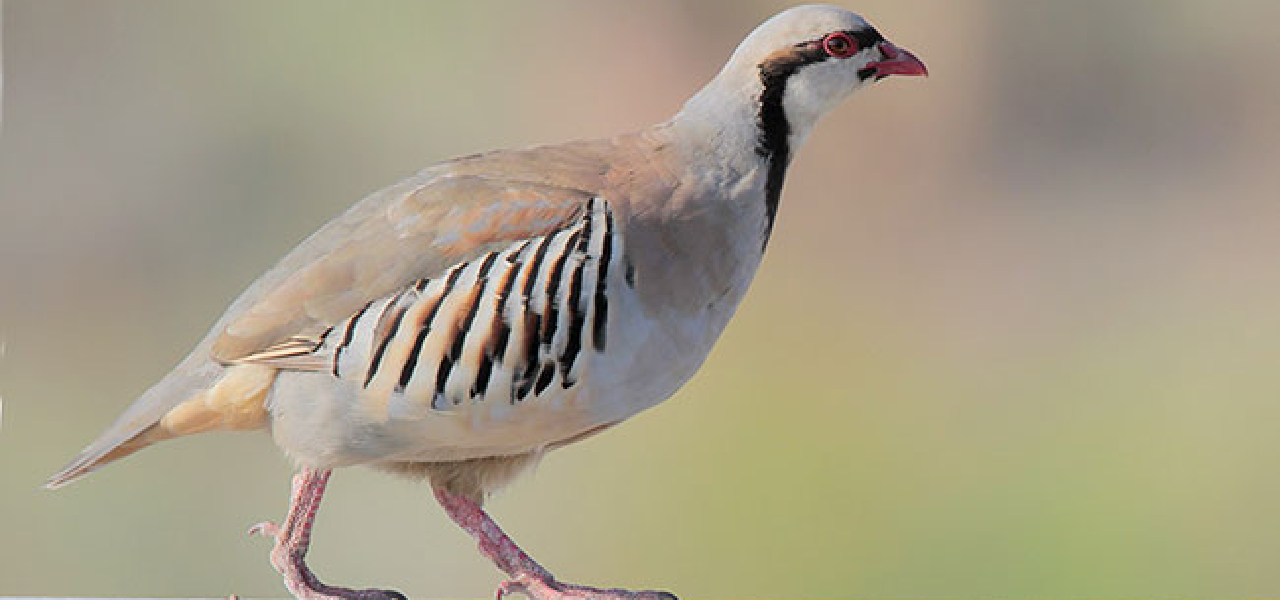 Some Interesting Facts About National Bird Of Pakistan 